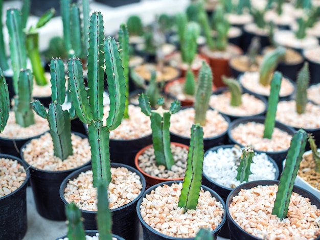 Cactus plant in pots