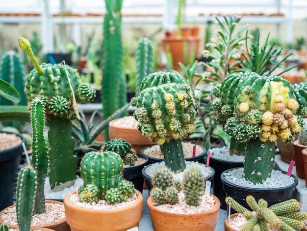 Cactus plant in pots