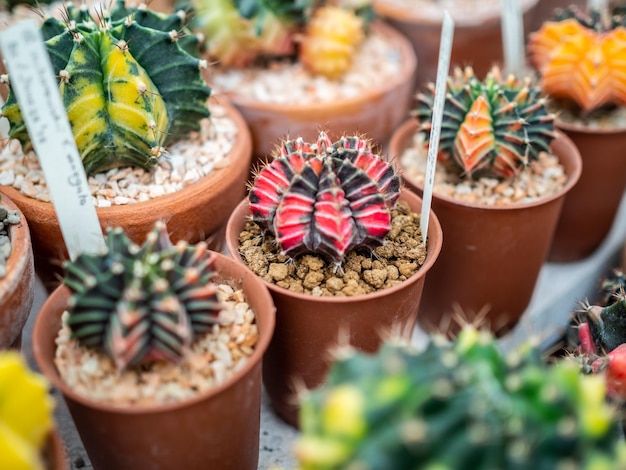 Cactus plant in pots