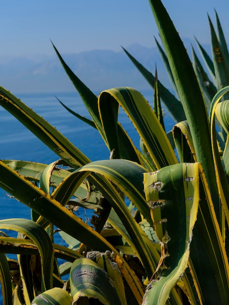 Cactus plant on a sunny day