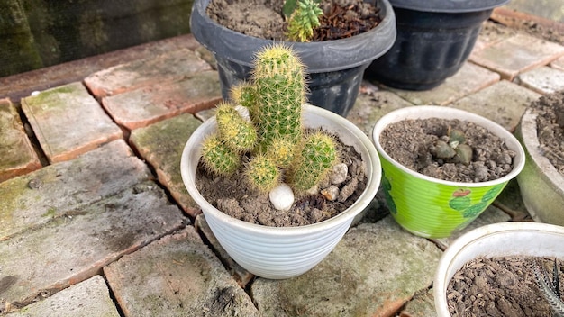 A cactus plant in a white pot with a green pot in the middle.