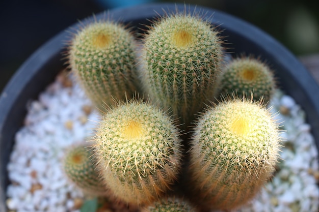 Cactus plant with daylight in flower pot closed up image