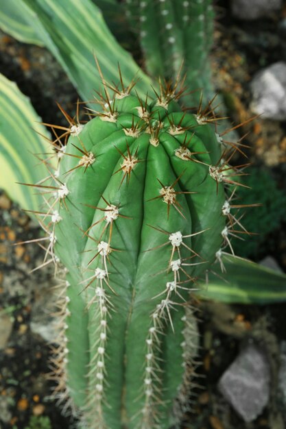 Cactus planted in botanical garden closeup