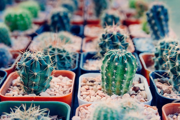 Cactus planted in pots -color effect