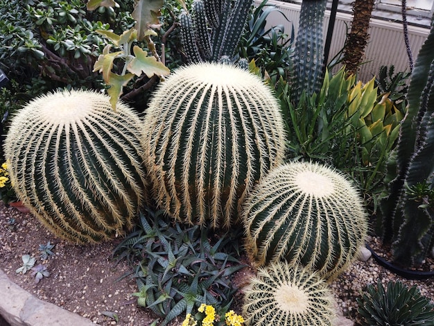 Cactus plants covered in lots of sharp spikes