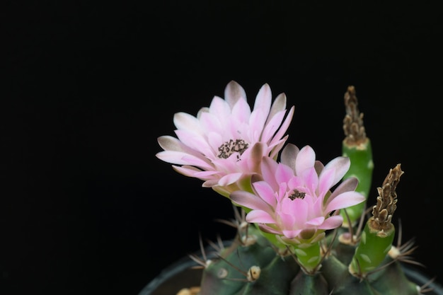 Cactus in a pot on blackboard background, succulent plant  