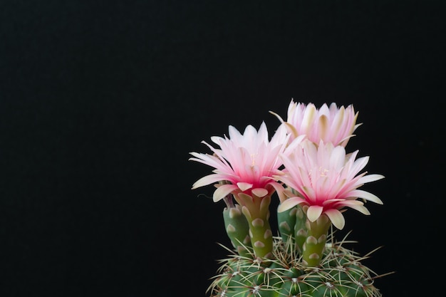 Cactus in a pot on blackboard background, succulent plant  