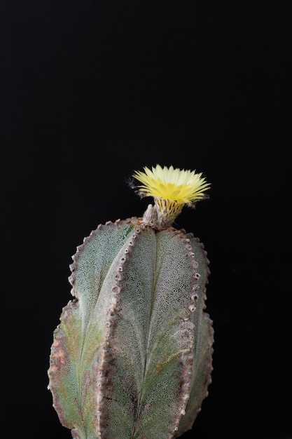 Cactus in a pot on blackboard background, succulent plant  