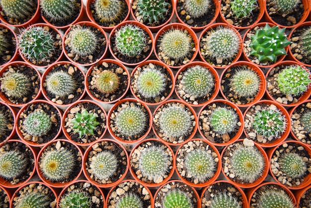 Cactus pot decorate in the garden / various types beautiful cactus market or cactus farm