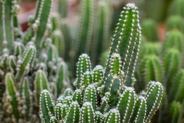 Cactus in pot for decorate garden vintage style picture Image has shallow depth of field