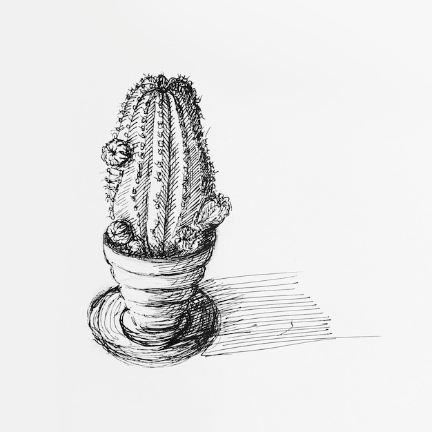 Cactus in pot drawing by hand with black ink on white paper Closeup view