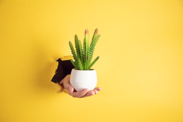 Cactus in a pot in the hands of a woman