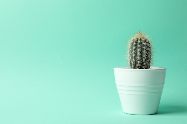 Cactus in pot on mint surface