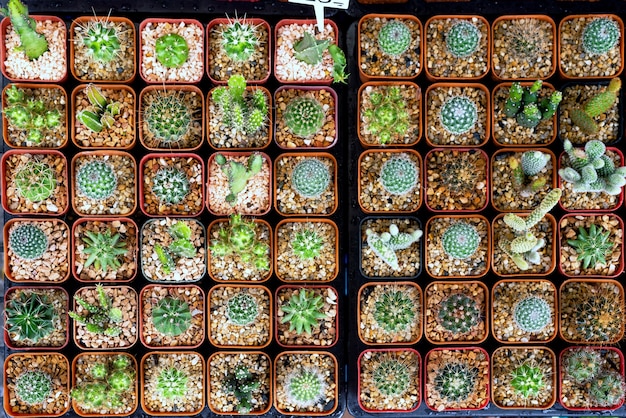 Cactus in pots are sold in the market