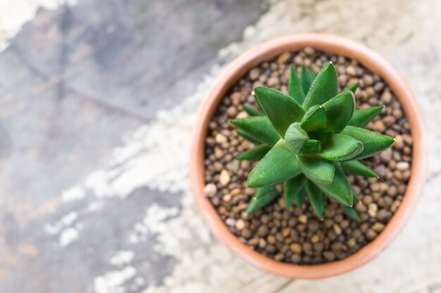 Cactus in pots 