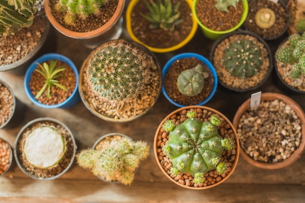 Cactus in pots