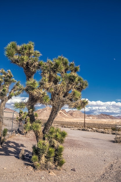 Cactus at Remains of an old gold mine ghost town in nevada or californias wild west days of the 1800's