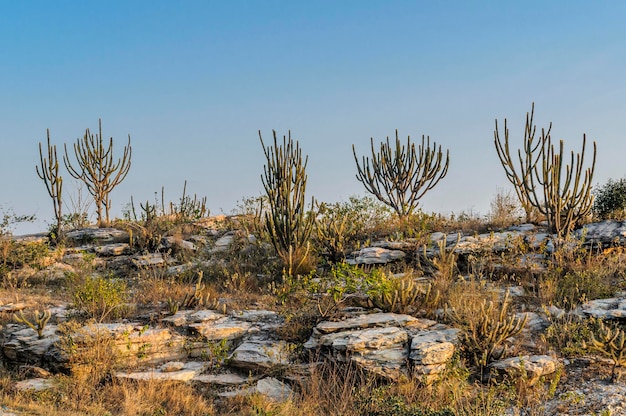 Cactus rocks and typical vegetation of the Brazilian Caatinga Biome Paraiba Brazil