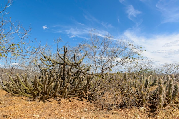 Cactus rocks and typical vegetation of the Brazilian Caatinga Biome in Paraiba State Brazil