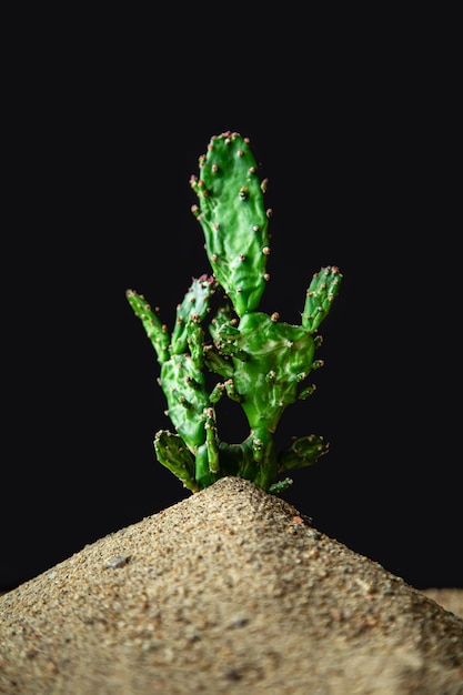 Cactus in the sand Black background