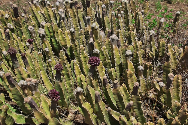 Cactus in savanna of Africa