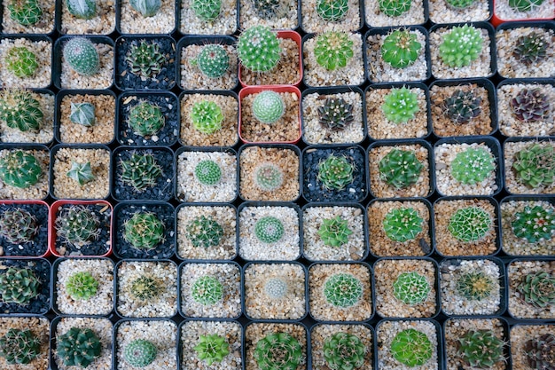 Cactus small there are many varieties in a pot. Placed in many small pots top view