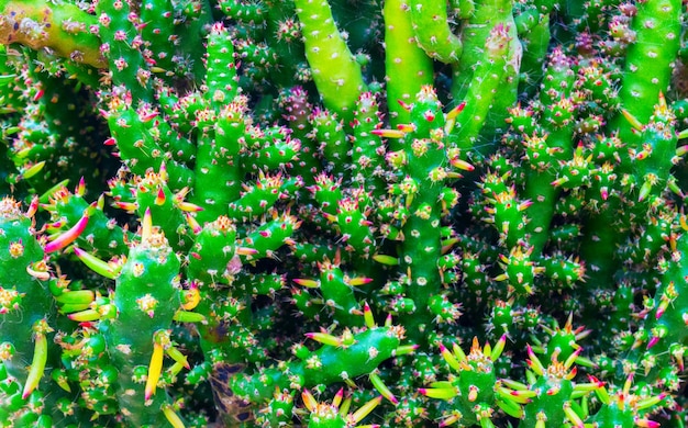 Cactus spiky succulent green plants with thorns and cobwebs