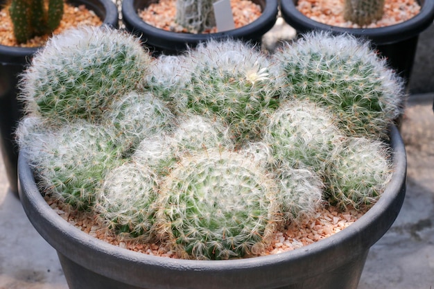 Cactus succulent plant in the greenhouse