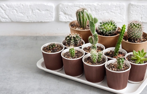 Cactus and succulent plants collection in small paper cups on a tray