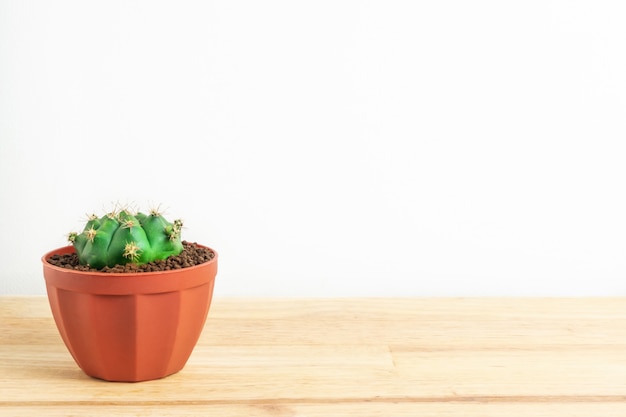 Cactus or succulents in the pot on the wooden office table and white background