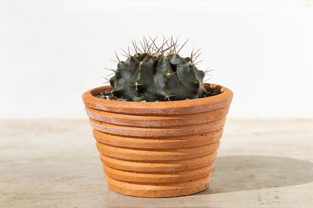 Cactus in terracotta pot on cement table background.