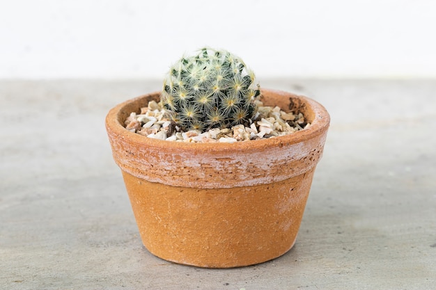 Cactus in terracotta pot on cement table background.