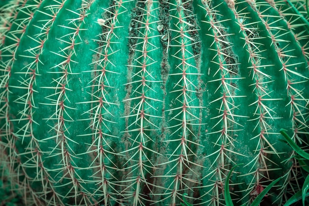 Cactus texture green nature background Tropical exotic natural texture with spines