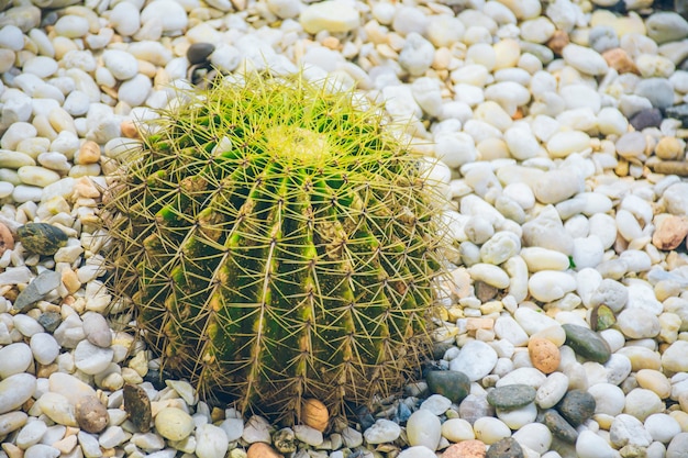 Cactus that grows on the ground and has pebbles under it.