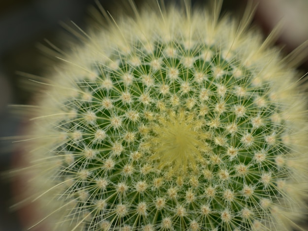 Cactus thorn