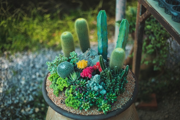 Cactus tree closeup