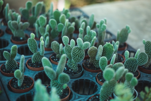 Cactus tree closeup