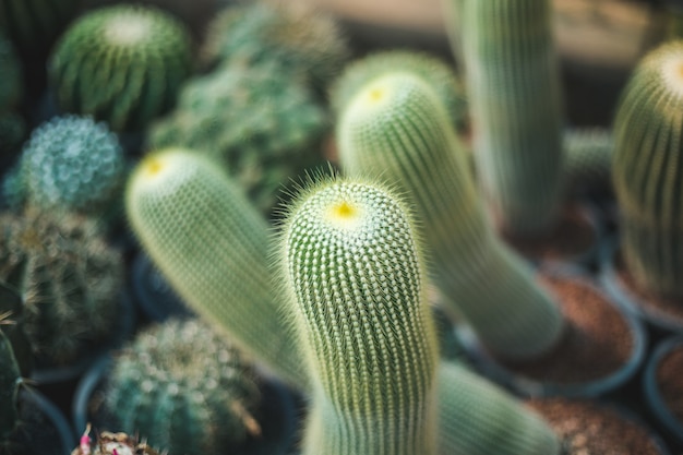 Cactus tree closeup