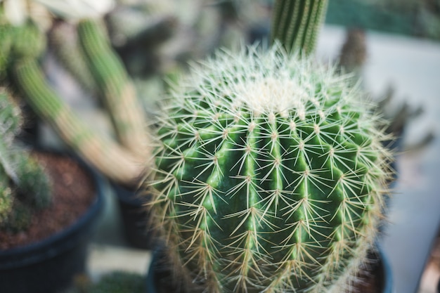 Cactus tree closeup