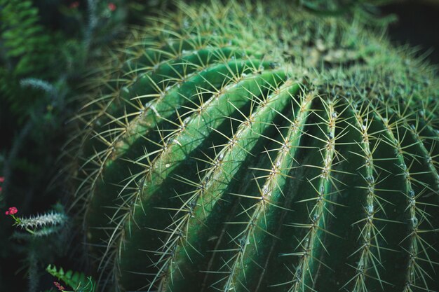 Cactus tree closeup