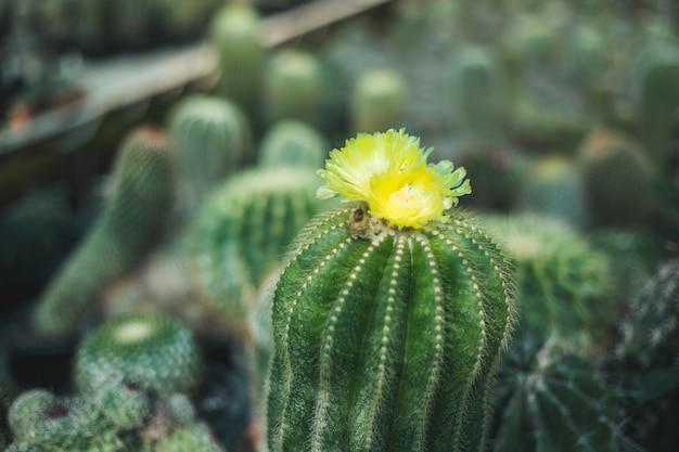 Cactus tree closeup