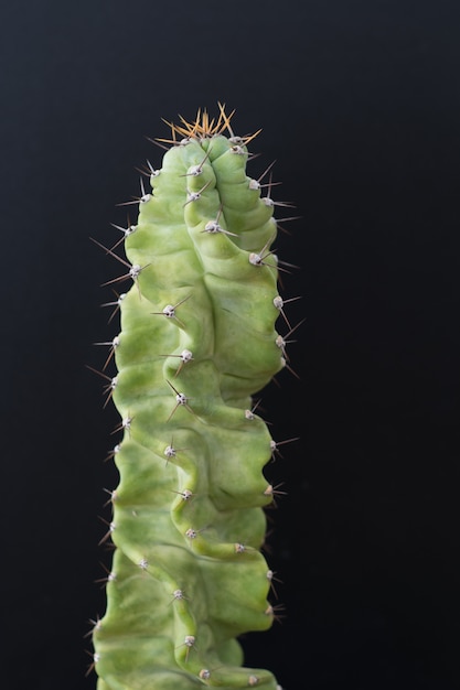 Cactus tree isolated black background