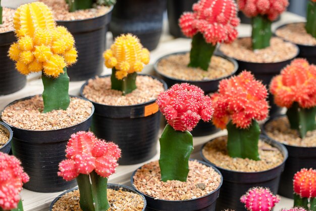 Cactus trees, various colors Planted in plastic pots placed in a level To decorate 