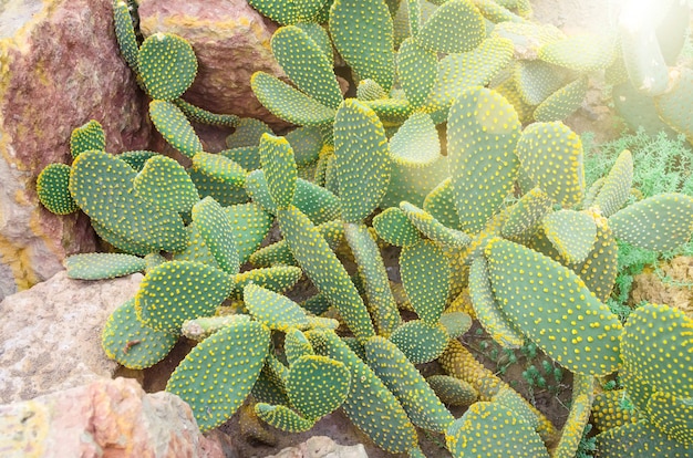 Cactus in the tropical deserts of North America close up.