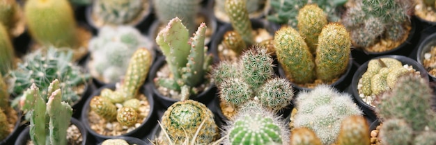 Cactus varieties are thorny and beautiful At the ornamental plant shop