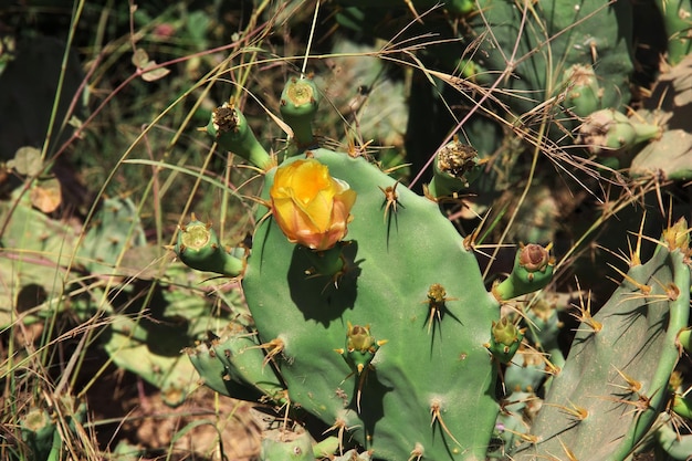 The cactus in Wadi Sara in mountains Yemen