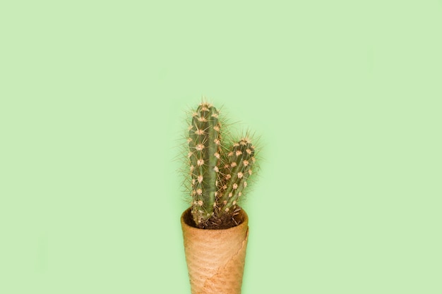 A cactus in a wafer cone on a green background