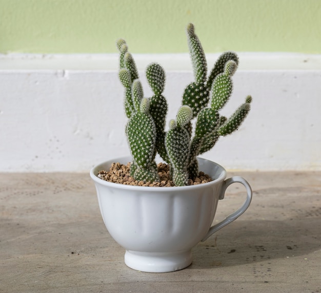 Cactus in a white ceramic coffee cup on cement table background.