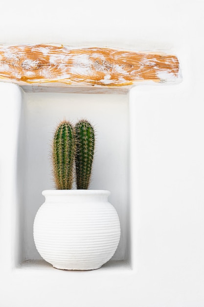 Cactus in white pot on the white wall Decor of the house White architecture in Santorini island Greece