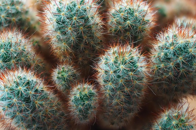 Cactus with closeup needles Look from above It is houseplant with thorns